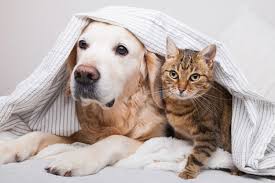 Dog & Cat Vitamins/Medications